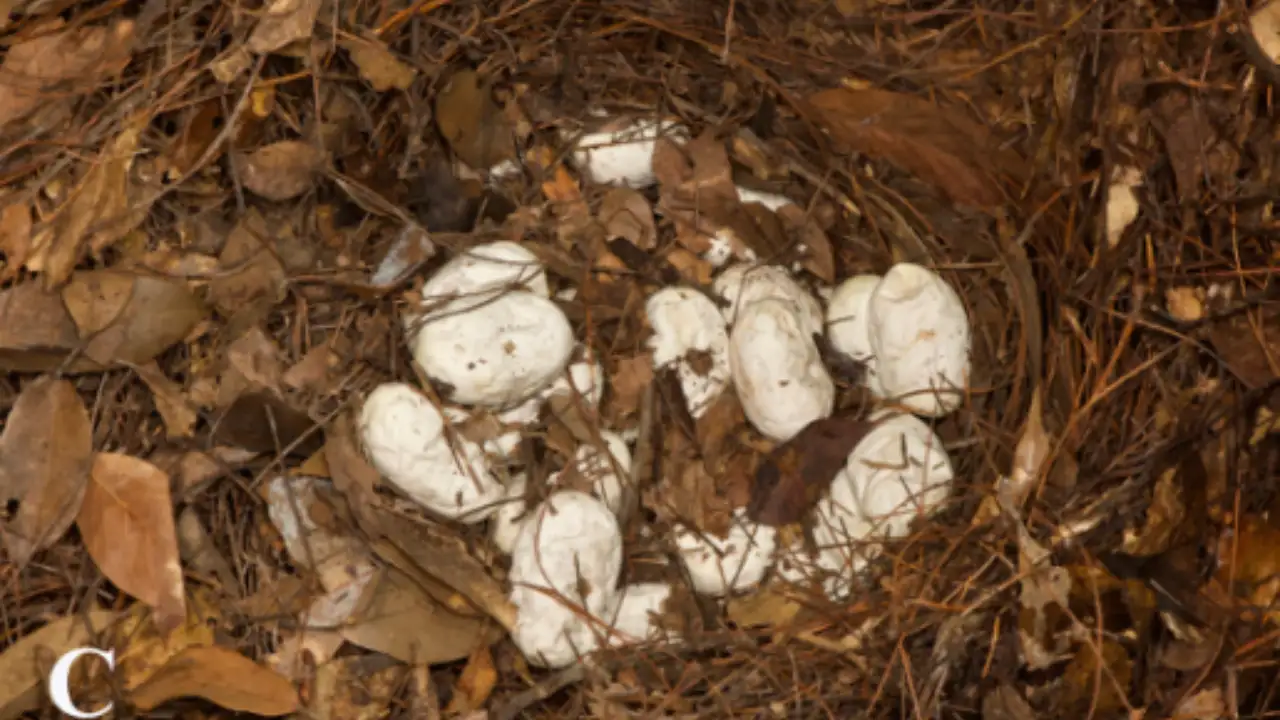 Three king cobra nests discovered by residents in Yunnan, China: The wider industry impact