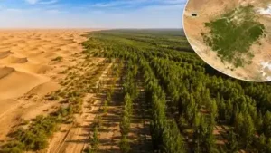 China planted trees the Taklamakan Desert for nearly 50 years.: The wider industry impact