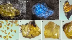 For decades, the oldest widely accepted amber had been dated: The wider industry impact