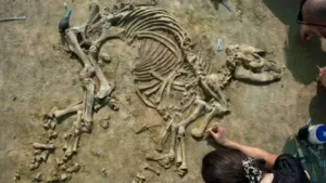 Researchers from the Catalan Institute of Human Palaeoecology: The wider industry impact