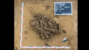 Archaeologists found a 7,000-year-old pit packed with beaver bones; it reveals how Europe's first