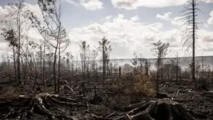 Wildfires sweep Europe, exposing deadly legacy of buried wartime: The wider industry impact