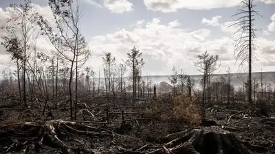 Wildfires sweep Europe, exposing deadly legacy of buried wartime: The wider industry impact