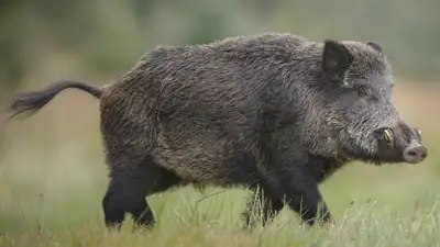 European wild boars escaped a North Carolina hunting ranch in 1912: The wider industry impact