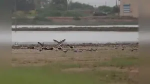 Indian skimmer tagged in MP spotted near Nalsarovar