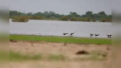 Indian skimmer tagged in MP spotted near Nalsarovar