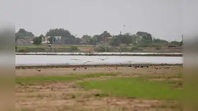 Indian skimmer tagged in MP spotted near Nalsarovar