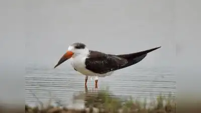 Indian skimmer tagged in MP spotted near Nalsarovar