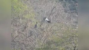 Khijadiya emerges as stronghold for black-necked stork breeding: The wider industry impact