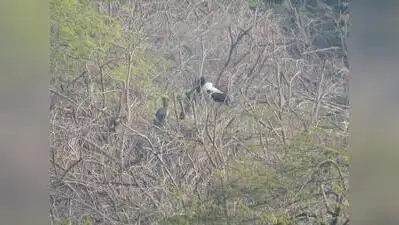 Khijadiya emerges as stronghold for black-necked stork breeding: The wider industry impact
