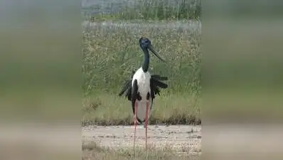 Khijadiya emerges as stronghold for black-necked stork breeding: The wider industry impact