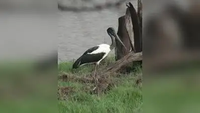 Khijadiya emerges as stronghold for black-necked stork breeding: The wider industry impact