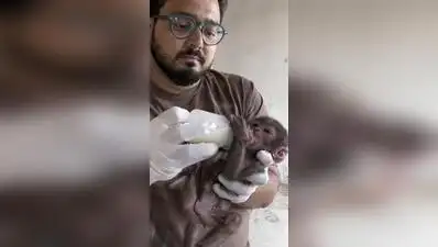 “When I got the call, locals around the hospital told me the monkey: The wider industry impact