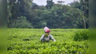 Kolkata: The Indian Tea Association (ITA) has submitted white papers: The wider industry impact
