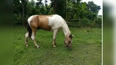 FIRs filed after 2 ailing horses rescued in Kol