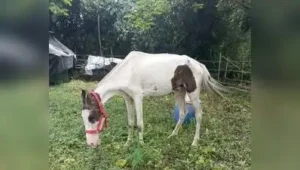 FIRs filed after 2 ailing horses rescued in Kol