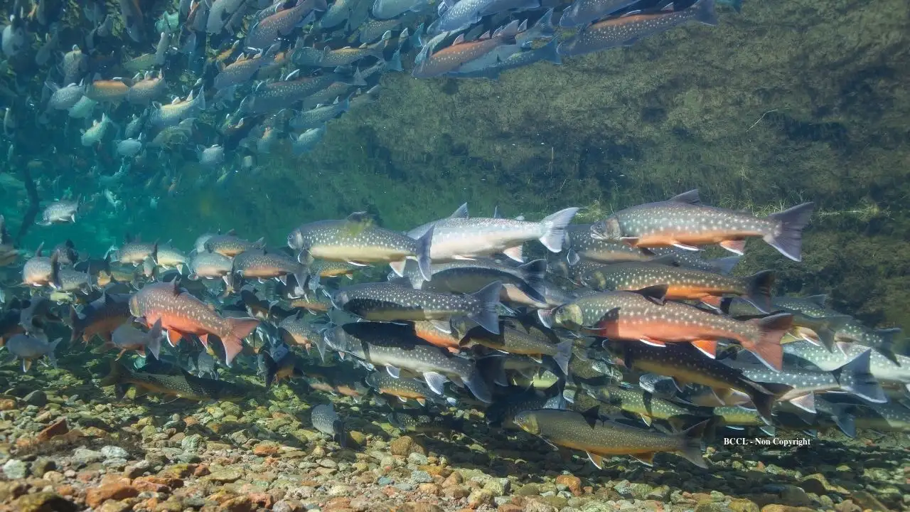 a targeted, temporary reset Alaska eliminates invasive pike: The wider industry impact
