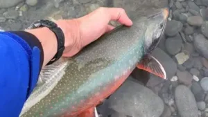 a targeted, temporary reset Alaska eliminates invasive pike: The wider industry impact