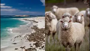 Sheep grazed on San Miguel Island prior to 1850, but the ranching period expanded greatly when