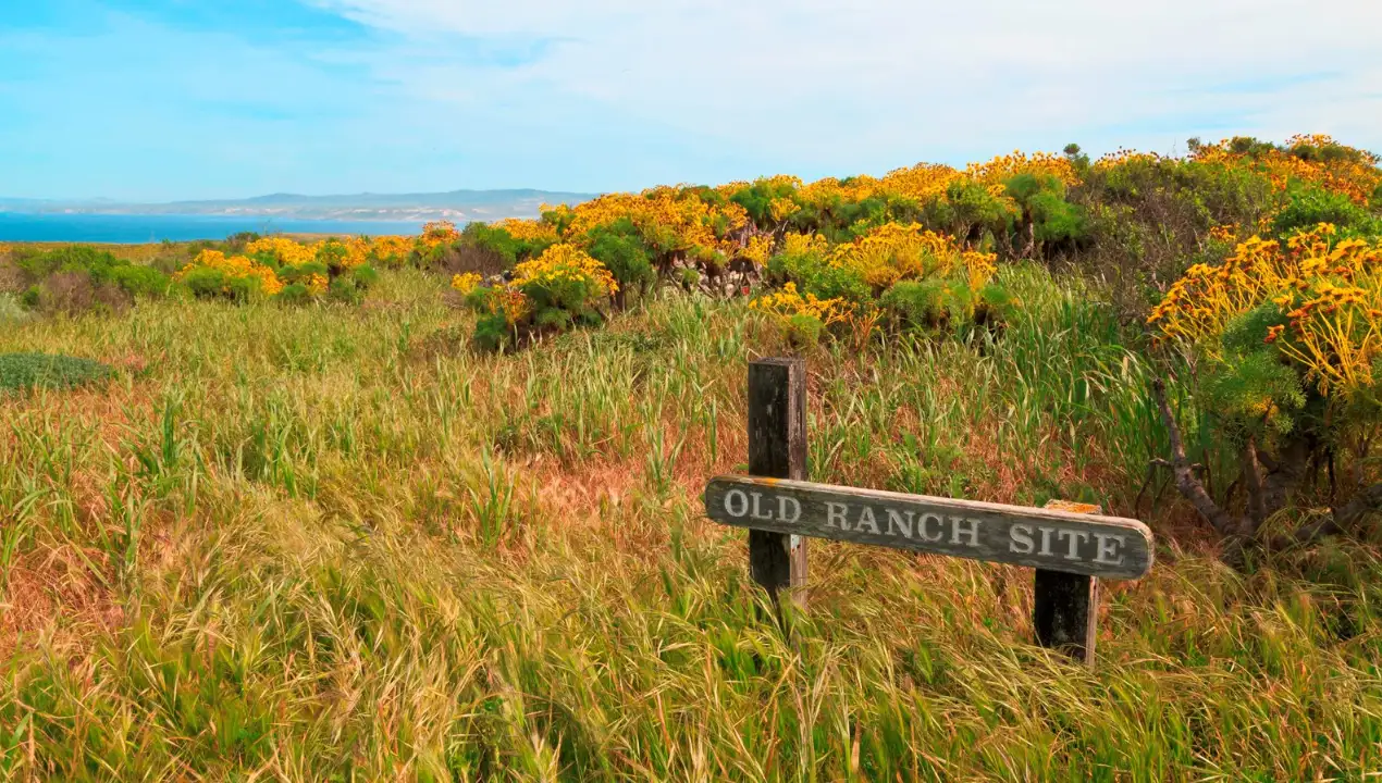 Sheep grazed on San Miguel Island prior to 1850, but the ranching period expanded greatly when