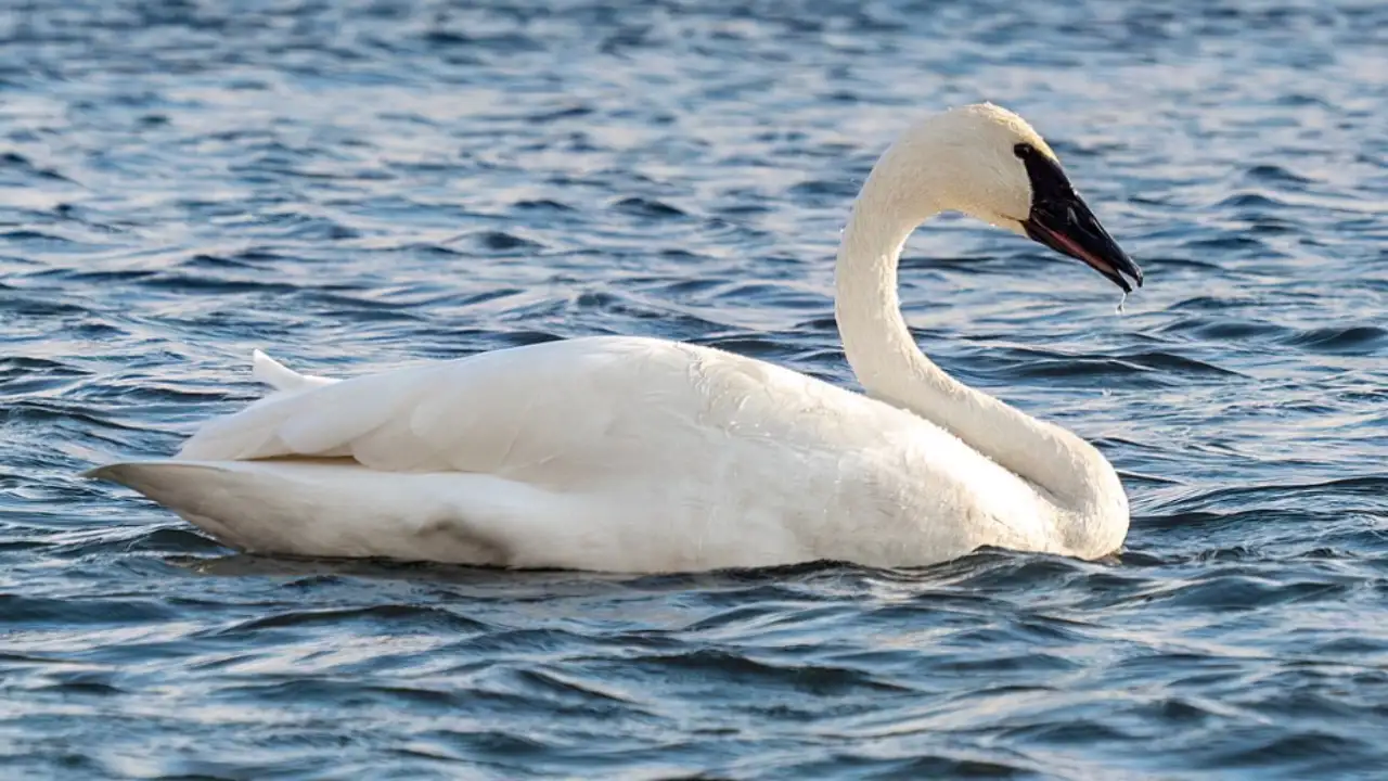 In 1960, Turnbull refuge workers began reintroducing trumpeter swans; 37 cygnets arrived over four