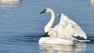 In 1960, Turnbull refuge workers began reintroducing trumpeter swans; 37 cygnets arrived over four