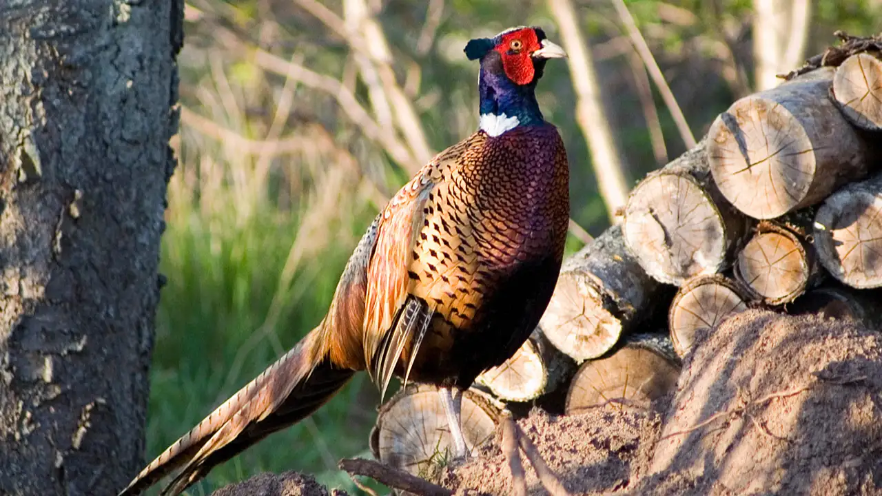 Because he liked eating them, judge Owen Nickerson Denny wanted Chinese pheasants in Oregon
