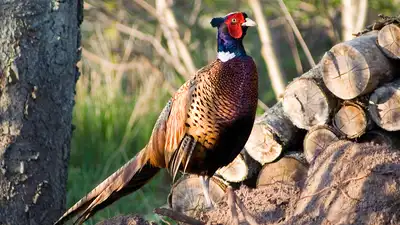 Because he liked eating them, judge Owen Nickerson Denny wanted Chinese pheasants in Oregon