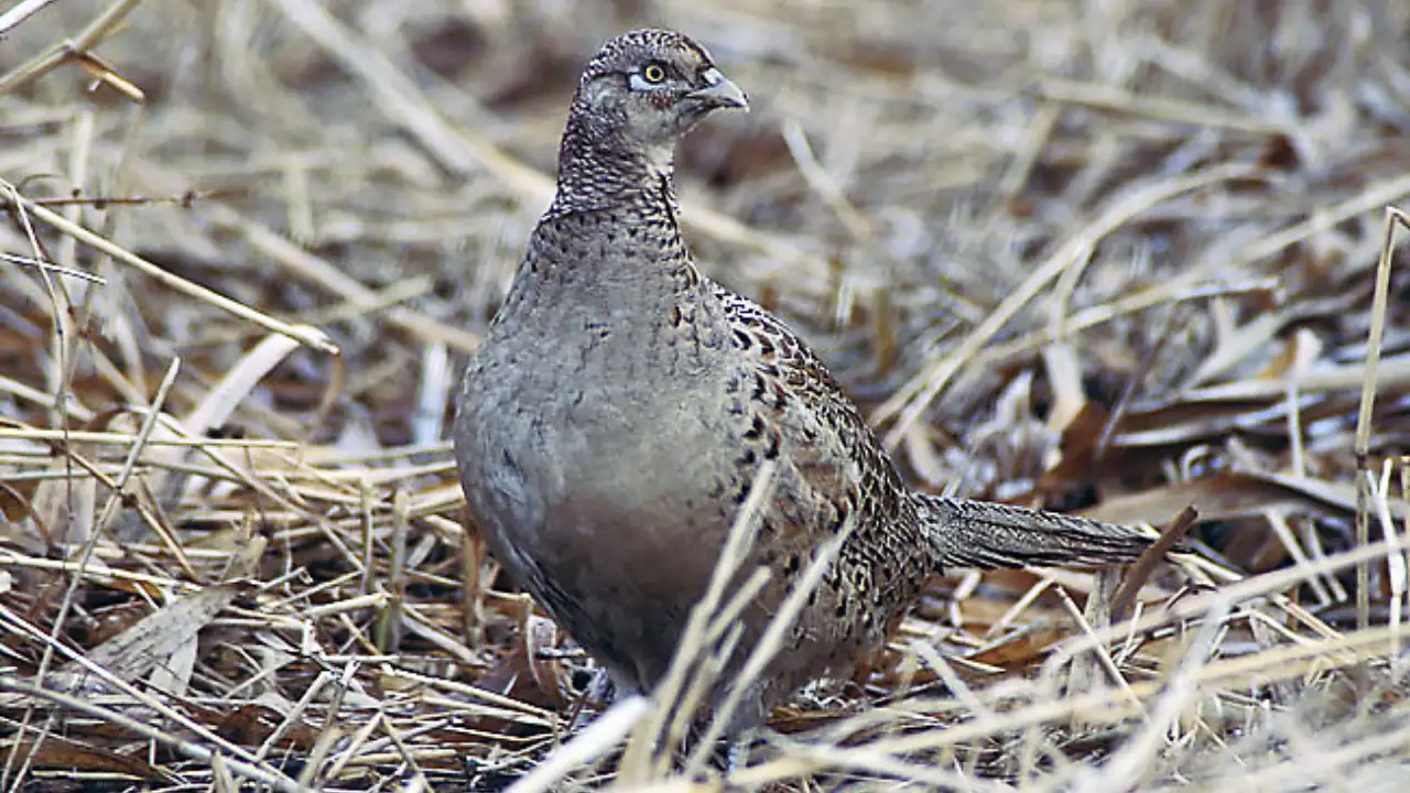 Because he liked eating them, judge Owen Nickerson Denny wanted Chinese pheasants in Oregon