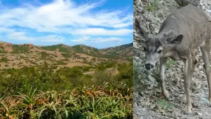 In the late 1920s, 22 mule deer were brought to Catalina Island: The wider industry impact