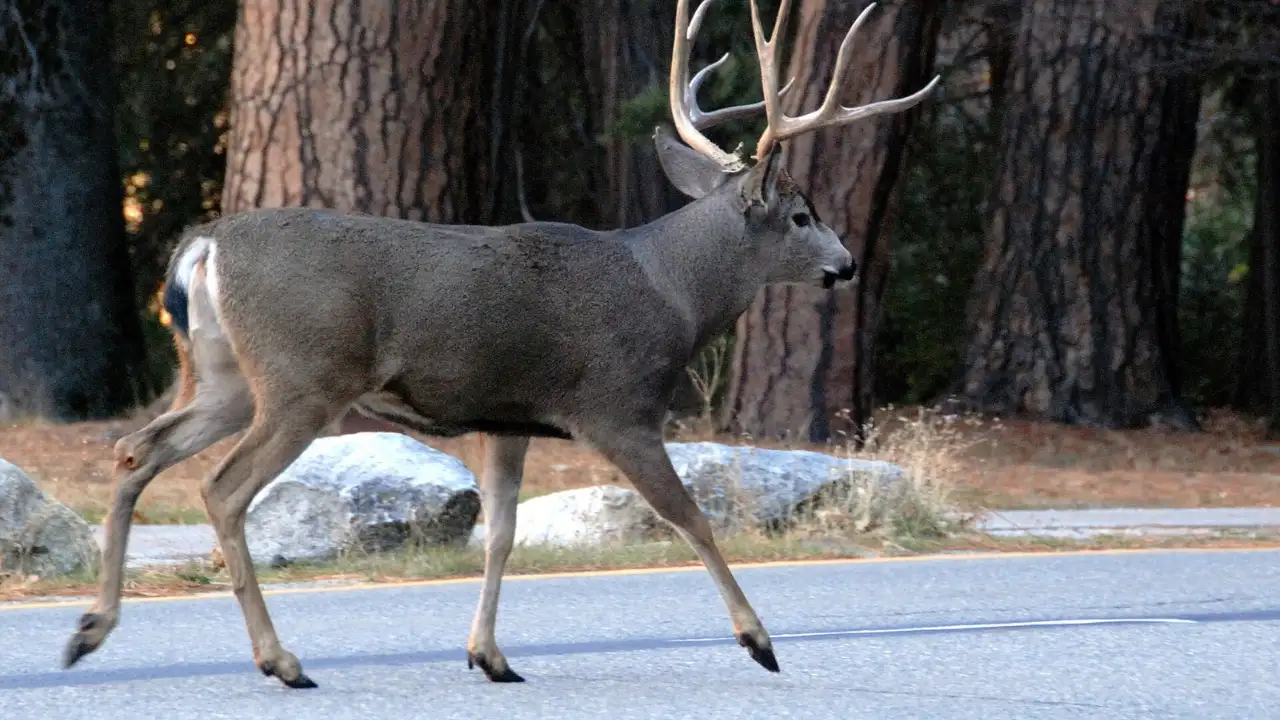 In the late 1920s, 22 mule deer were brought to Catalina Island: The wider industry impact