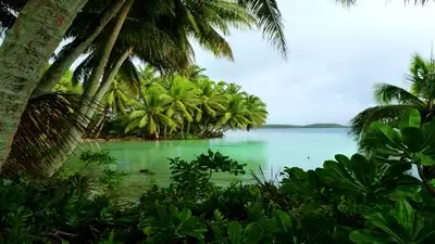 In 1922, a Hawaiian family bought a remote Pacific atoll to harvest: The wider industry impact