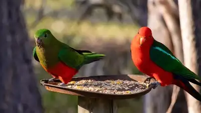 why experts are warning against feeding wild birds during the H5N1 outbreak