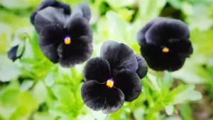 Here are some black flowers that you may have probably never heard of Despite the name, this