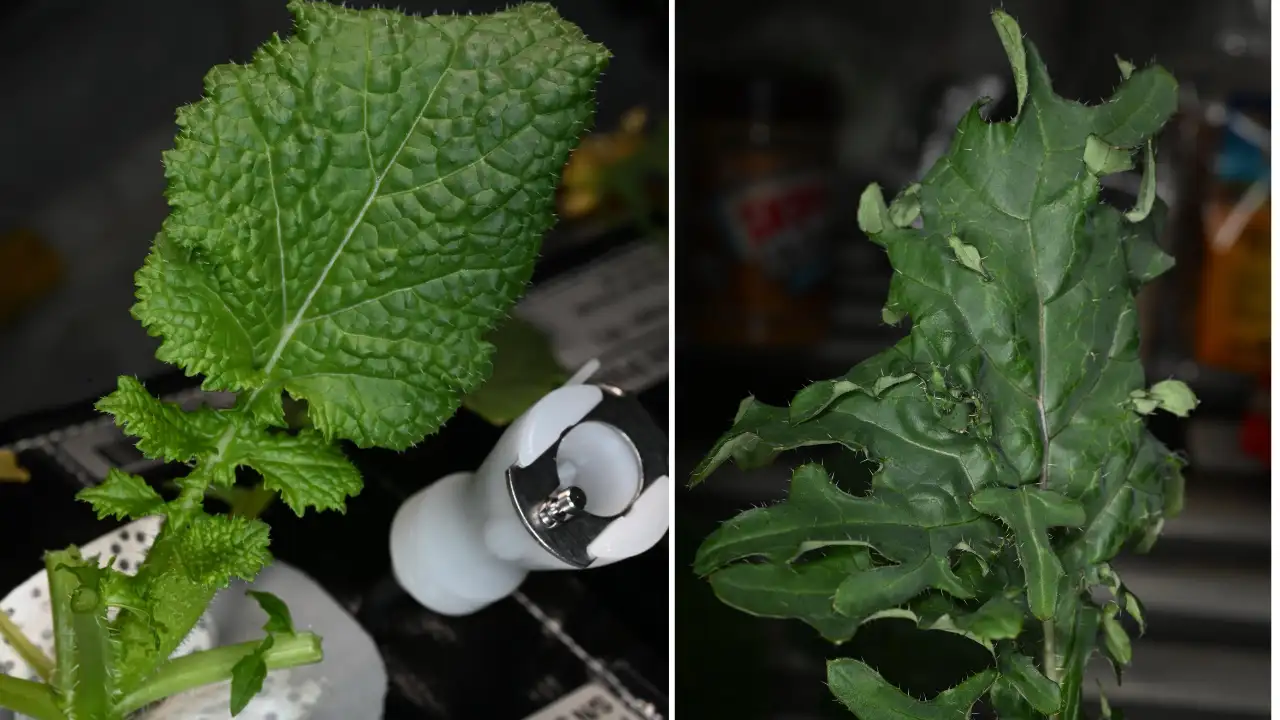 Indian-origin astronaut Anil Menon harvests vegetables in space, cooks with fellow astronaut