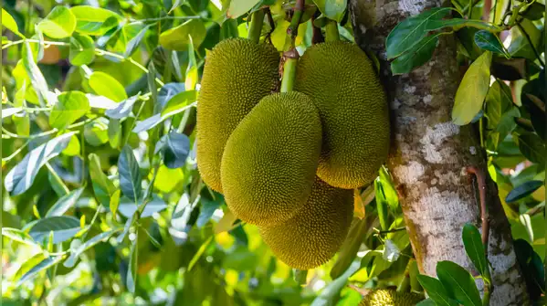 Here are 10 foods that can naturally produce or contain small amounts of alcohol