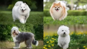 If you're drawn to the idea of sharing your home with one of these living plush toys, here are