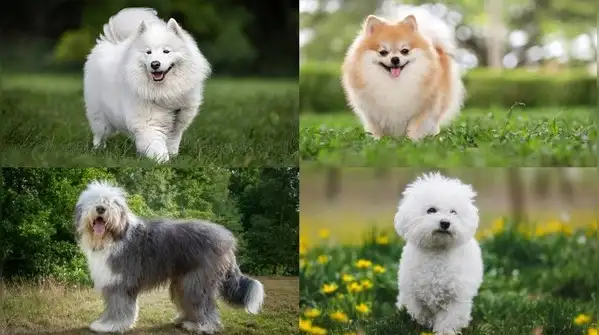 If you're drawn to the idea of sharing your home with one of these living plush toys, here are