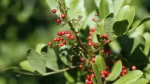 In 1940s Florida, a South American tree was planted as an ornamental; today, Brazilian pepper is