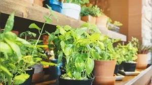 These days, plants like citronella, lavender, basil, mint, rosemary, and marigolds are getting