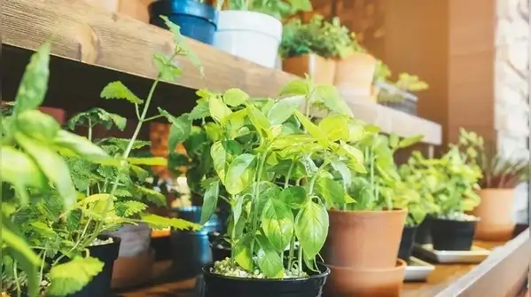 These days, plants like citronella, lavender, basil, mint, rosemary, and marigolds are getting