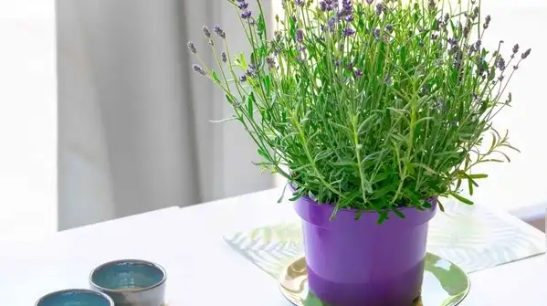These days, plants like citronella, lavender, basil, mint, rosemary, and marigolds are getting