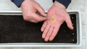 Getting this right starts before a single seed goes into soil, right at the moment you're