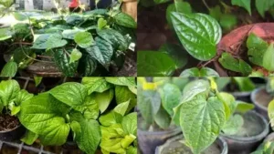 Here's a complete, beginner-friendly guide to growing betel leaf in pots, step by step