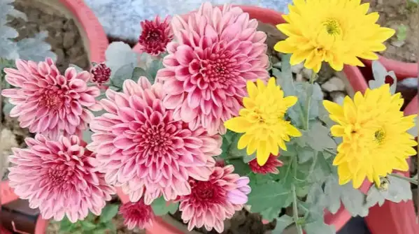 Here are five worth planting right now for blooms that'll carry your garden well into fall