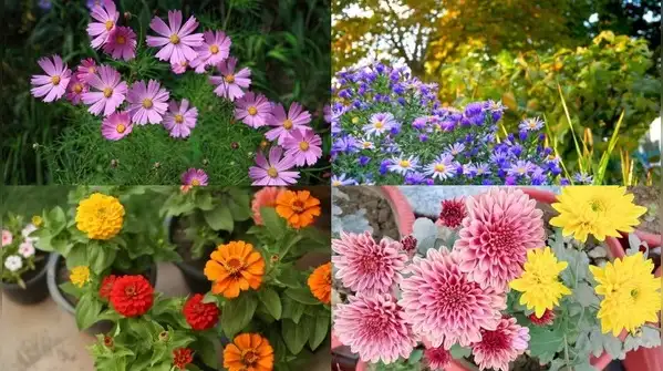 Here are five worth planting right now for blooms that'll carry your garden well into fall