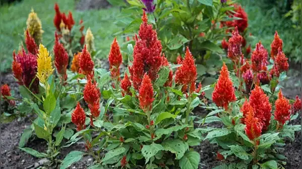 Here are five worth planting right now for blooms that'll carry your garden well into fall