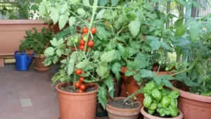 just following the right steps and taking care of your balcony garden with regular watering