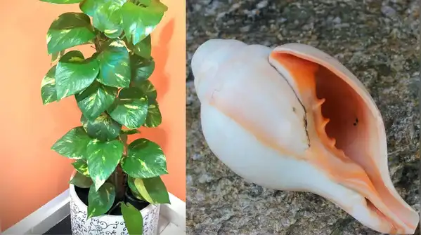 It could be a little shankh in the prayer room, a money plant growing across a balcony