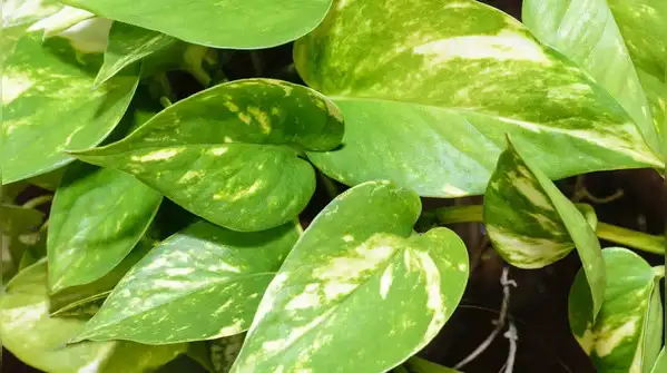 It could be a little shankh in the prayer room, a money plant growing across a balcony